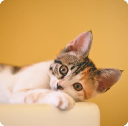 Кот