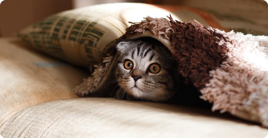 Кот под пледом